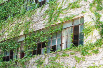Broken window of abandoned old house with iron bars and growing ivy of wild grapes with green leaves.