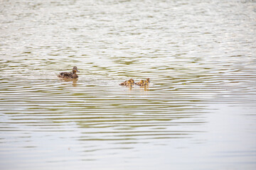 A mama mallard and her ducklings swimming and feeding in an Ontario river.