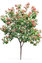Naklejka premium Pigeon Berry shrub featuring delicate blossoms, isolated for colorful garden-inspired creative floral projects or visuals.