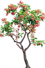 Obraz premium Lush Pigeon Berry plant with vivid blooms, isolated to complement artistic garden-themed creative floral visuals or designs.