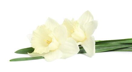 Two beautiful color daffodils isolated on white