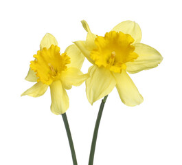 Fototapeta premium Two beautiful yellow daffodils isolated on white