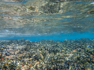 Mussels underwater on a rock on the sea shore, natural scene in mediterranean sea, Black mussels undersea, mussels on rocks undersea, group of common mussels together underwater, Mediterranean food.