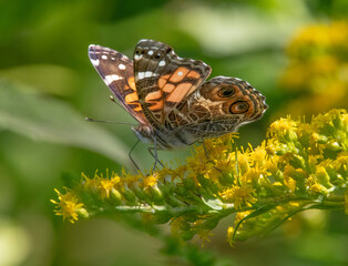 American Lady Butterfly ang Goldenrod in the Old Aucoot District, Mattapoisett, Massachusetts