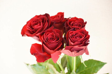 赤い薔薇