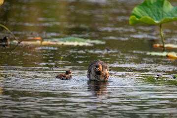 Little Grebe interacting in their natural wetland habitat surrounding foliage and large green lotus leaves, creating a tranquil atmosphere. 