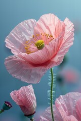 Closeup of pink opium poppy petals and yellow center, soft pastel background.