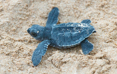 A turtle hatched from an egg crawls along the sand towards the ocean