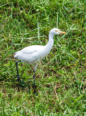 A white bird with a long neck is standing in a grassy field