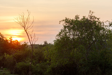 A tree with a branch that is bare and a tree with leaves