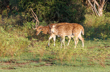Two deer are walking through a field of grass