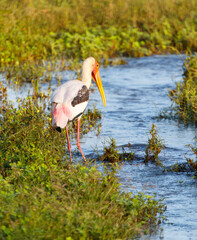 A bird with a long beak stands in a body of water