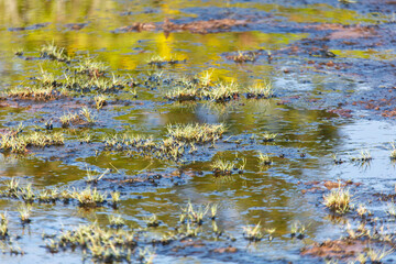 A pond with a lot of grass and weeds in it