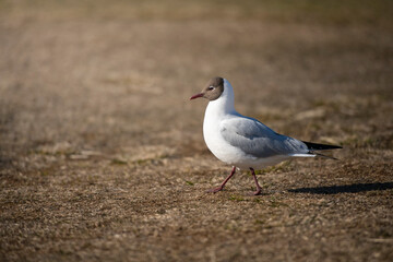 Mouette Rieuse