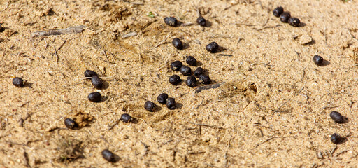 A bunch of black poop on the ground