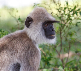 A monkey with a black face and a white head