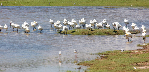 A flock of birds are standing in the water