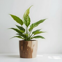 A Lush Peace Lily Plant in a Wooden Pot