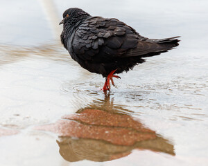 A pigeon is standing in a puddle of water