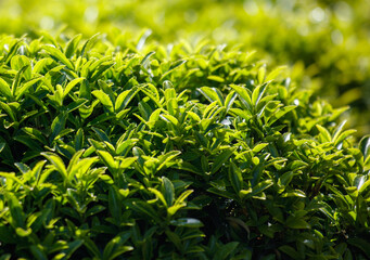 A lush green field of grass with a few leaves on the ground