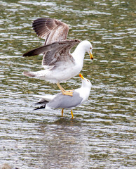 Two seagulls are standing on top of each other in the water