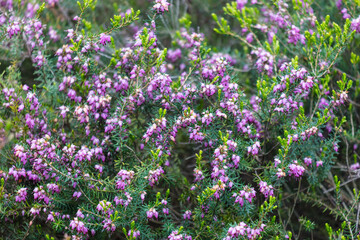 A field of purple flowers with green leaves