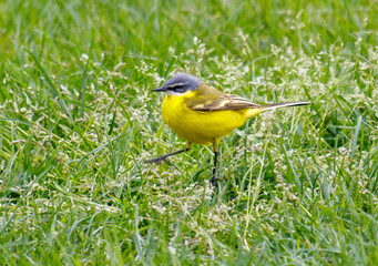 A yellow bird is walking through a field of grass