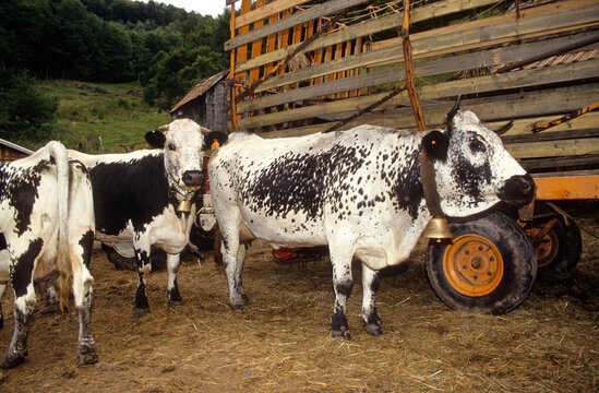 Vache, race Vosgienne