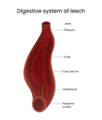 Digestive System of Leech Detailed Anatomical Diagram