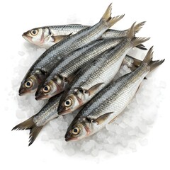 Fototapeta premium fresh black sea fish mullet on ice