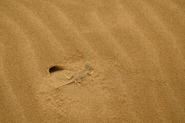 Toad-headed agama (Phrynocephalus mystaceus) on sand