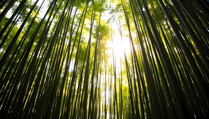 Fototapeta premium bamboo forest background
