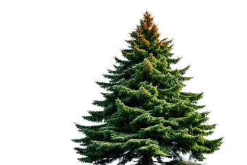 Evergreen's Embrace: A vibrant, healthy evergreen stands tall, its needle-covered branches reaching towards the sky, showcasing the beauty of nature's resilience and enduring vitality.