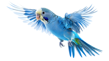Blue budgie isolated on white background. Budgerigars bird or wavy parrot