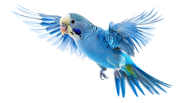 Blue budgie isolated on white background. Budgerigars bird or wavy parrot