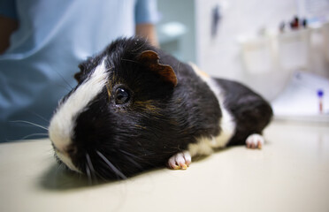 A veterinarian examines a calico guinea pig lying on a table in a veterinary clinic, receiving medical care and attention for its health and well-being. Guinea pig doctor's appointment.