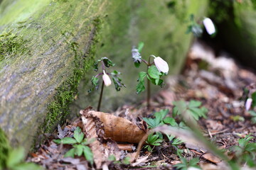 early spring blooming buds of  flowers on the branches