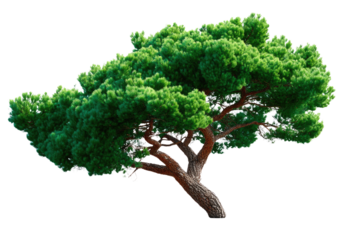 Lush Pine Tree: A majestic pine tree stands tall, showcasing its vibrant green foliage and gnarled, twisted branches, isolated against a clean, bright background.
