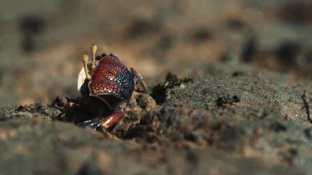 Crabe violoniste mauve surgissant d&rsquo;un trou dans la terre brune puis disparaissant rapidement, film&eacute; en macro avec flou de mouvement en Casamance