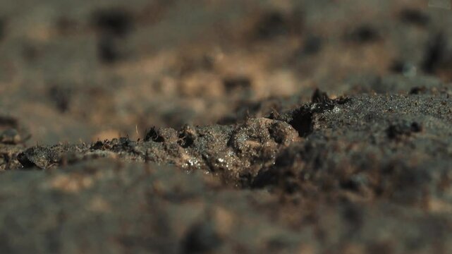 Crabe violoniste mauve surgissant d&rsquo;un trou dans la terre brune puis disparaissant rapidement, film&eacute; en macro avec flou de mouvement en Casamance