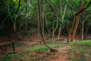 Forest landscape around Mount Sigiriya in Sri Lanka, Asia
