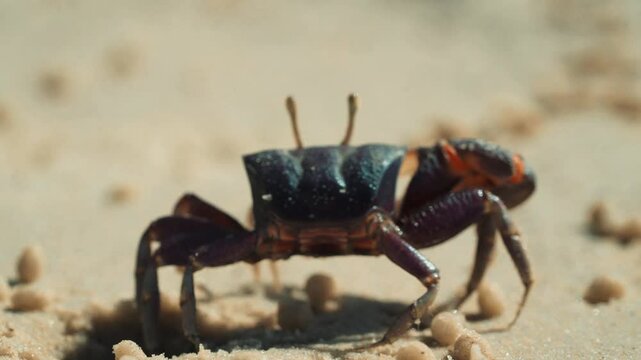 Crabe violoniste mauve &eacute;mergeant du sable pour se nourrir, film&eacute; en macro avec flou de mouvement en Casamance, &agrave; vitesse normale, dans un environnement naturel tropical