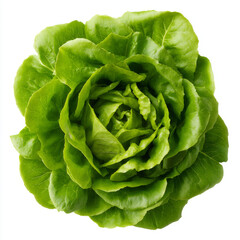Obraz premium Fresh green lettuce head with crisp leaves isolated on white background