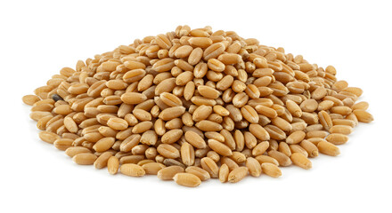 Fototapeta premium Pile Of Golden Wheat Grains On White Background Showing Texture and Natural Light