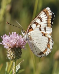 Butterfly on a flower (1)