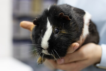 A veterinarian examines a guinea pig. A veterinarian carefully holds a cute guinea pig during an examination, providing assistance and ensuring the well-being of the little pet in the clinic.