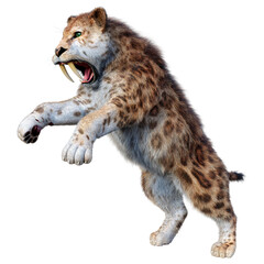 Fototapeta premium 3D Rendering Saber Toothed Tiger on White