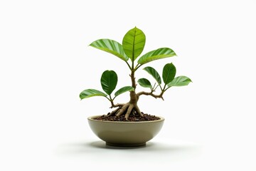 A small green bonsai tree with broad leaves in a shallow brown pot, isolated on a white background.