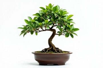 A small, well-shaped bonsai tree with lush green leaves in a brown pot, displayed against a white background.