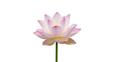 Fototapeta premium Pink Lotus Flower Isolated On White Background Displaying Delicate Petals And A Green Stem